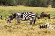 Plains Zebra Amboseli Kenya
